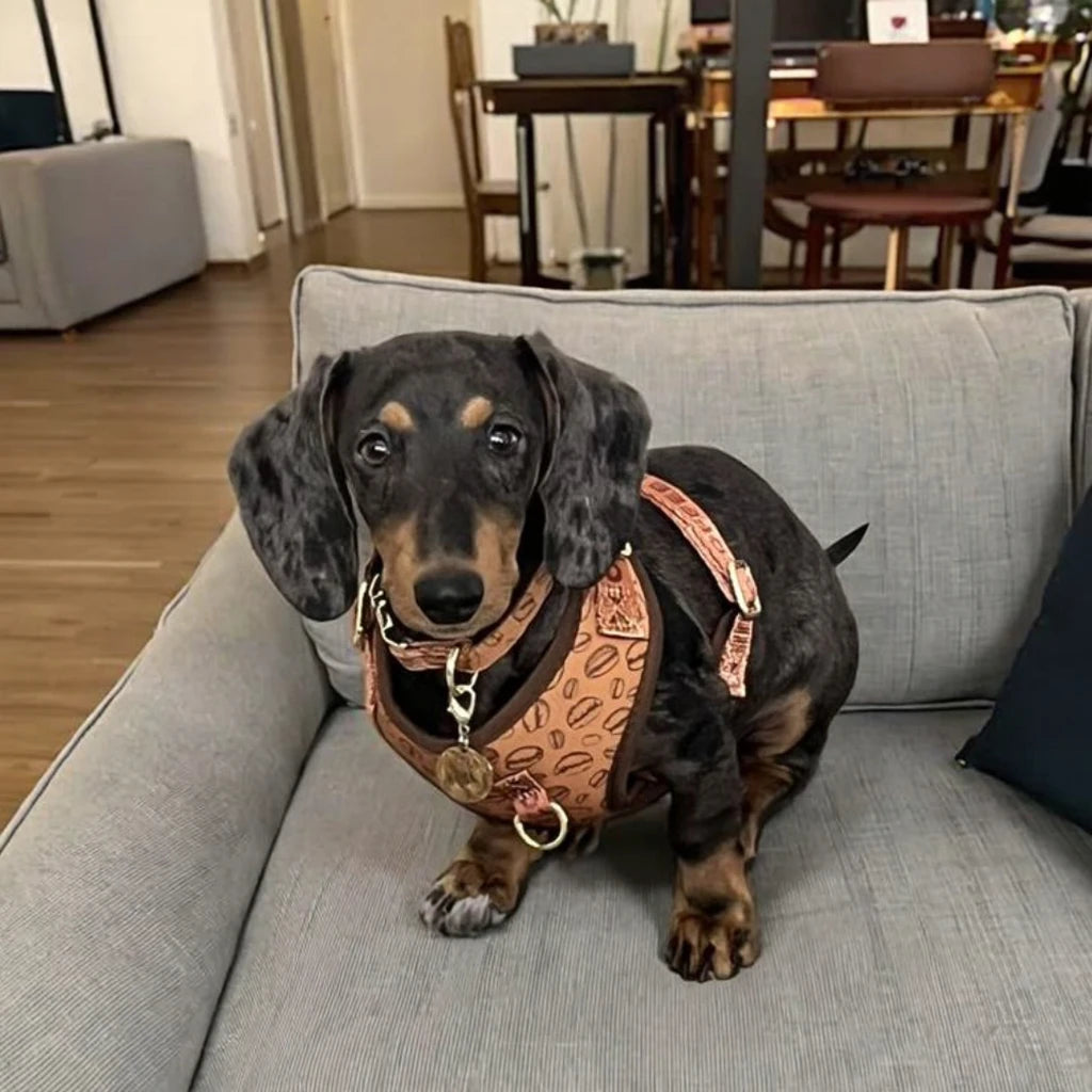 Luxury Adjustable Dog Harness & Lead Set