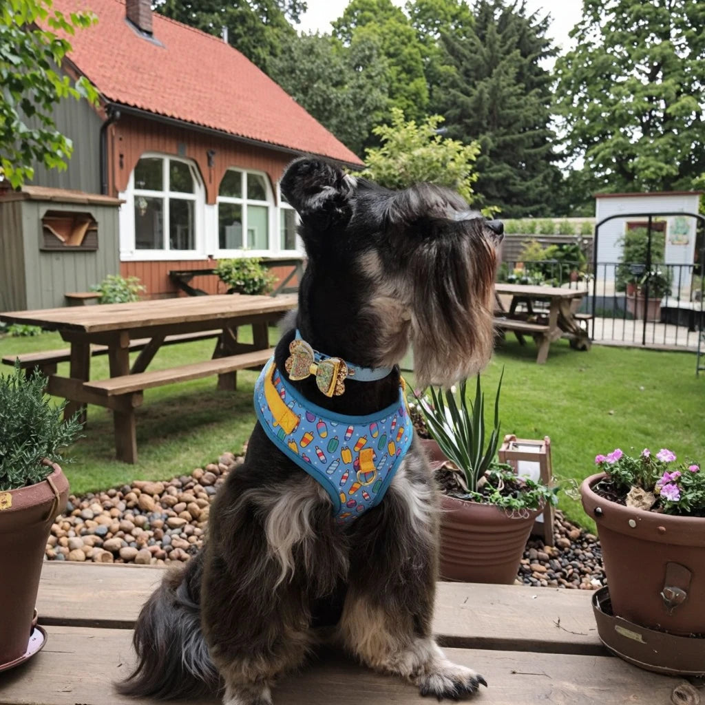 Luxury Adjustable Dog Harness & Lead Set