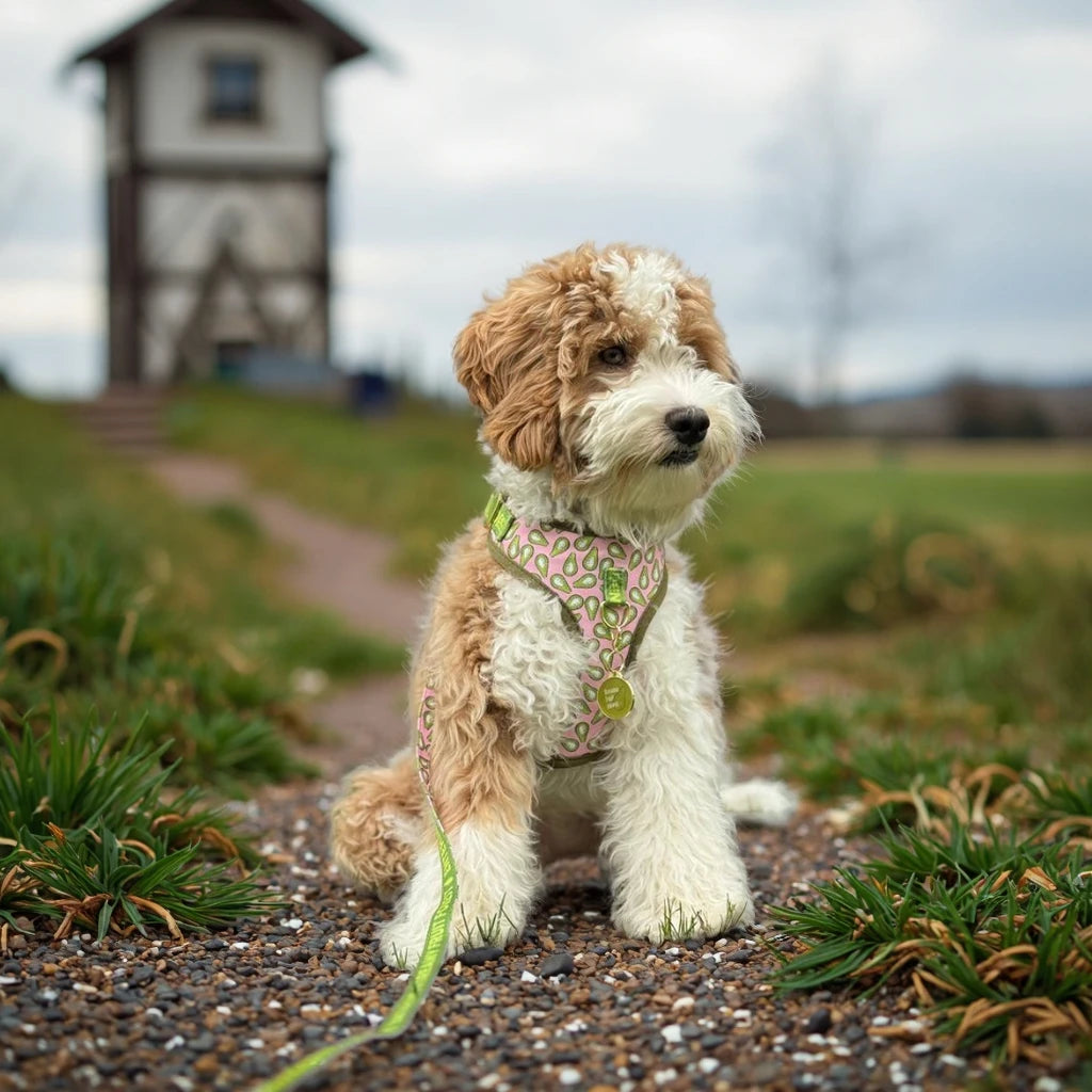Luxury Adjustable Dog Harness & Lead Set