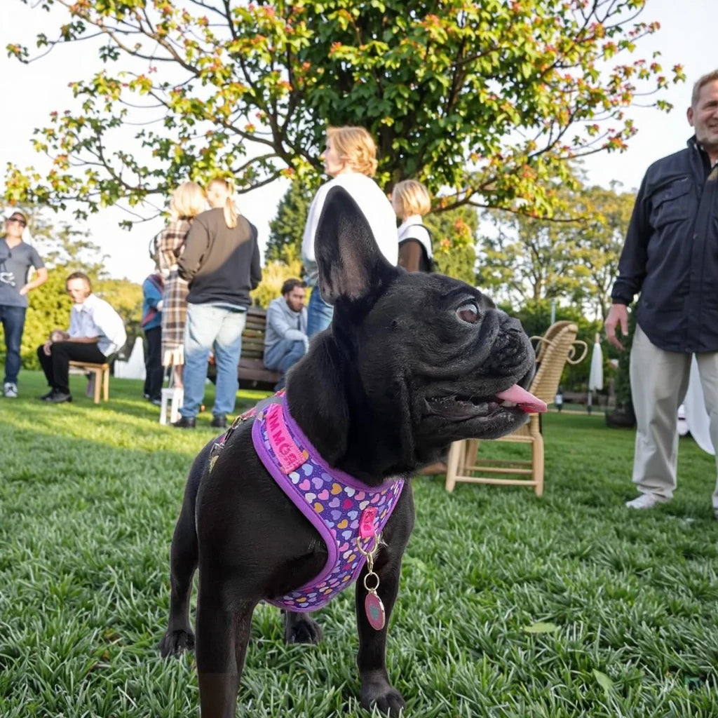 Luxury Adjustable Dog Harness & Lead Set